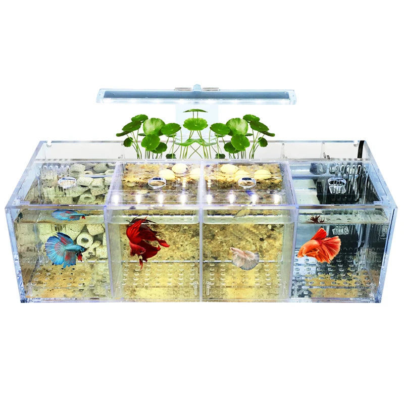 Creative Betta Tank
