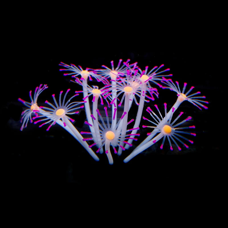 Simulation Coral Fish