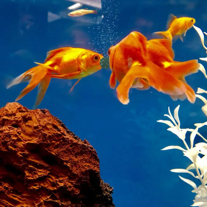 High Purity Spirulina