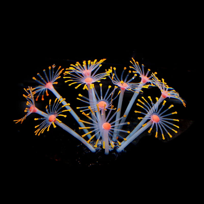 Simulation Coral Fish