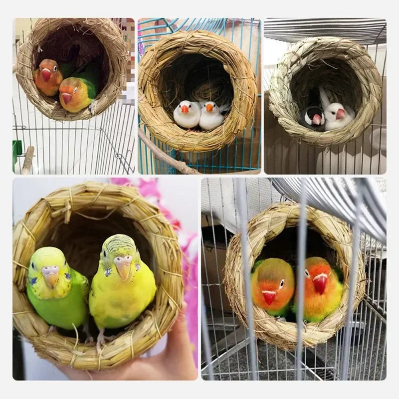 Parakeet Bed Bird