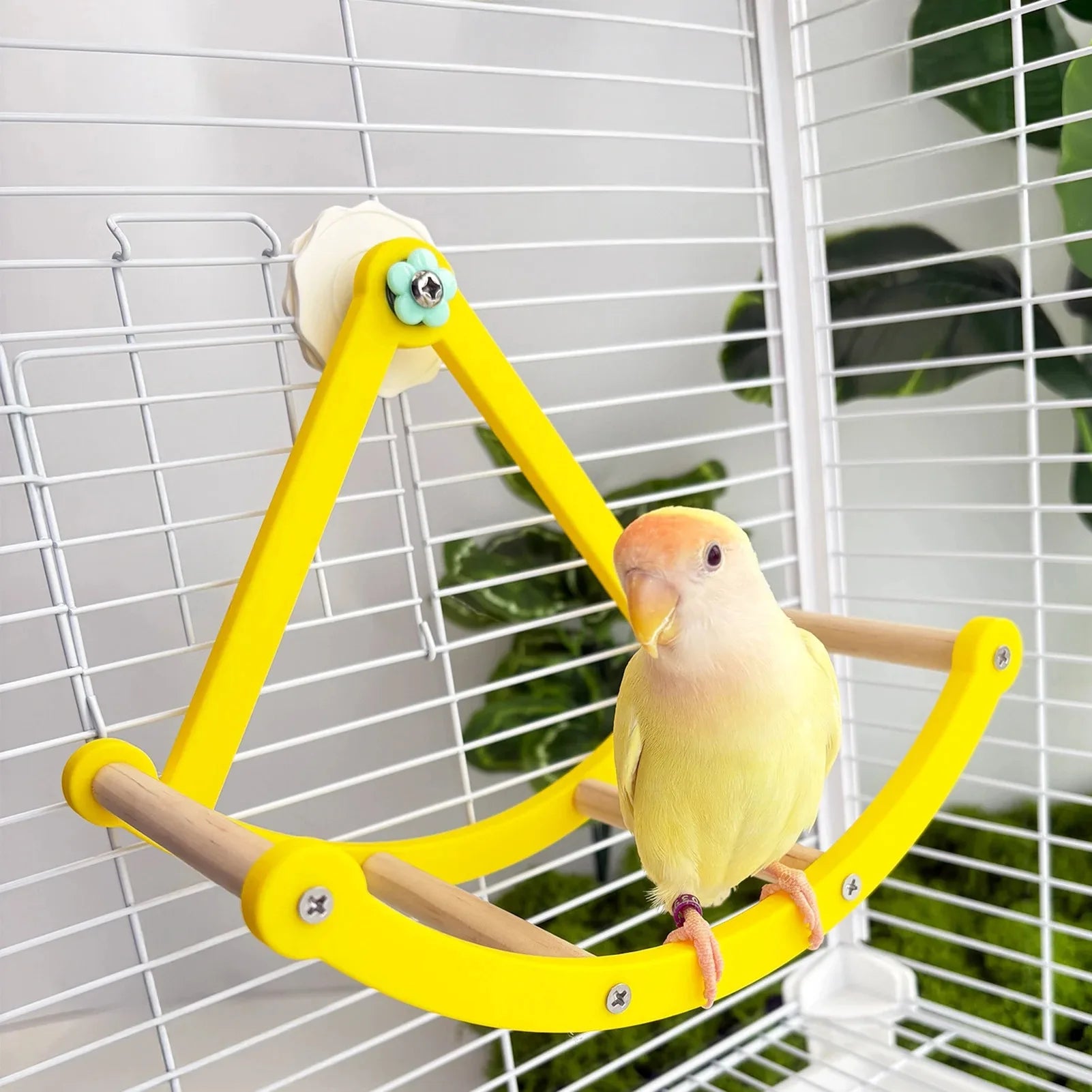 Parrot Toy Pirate