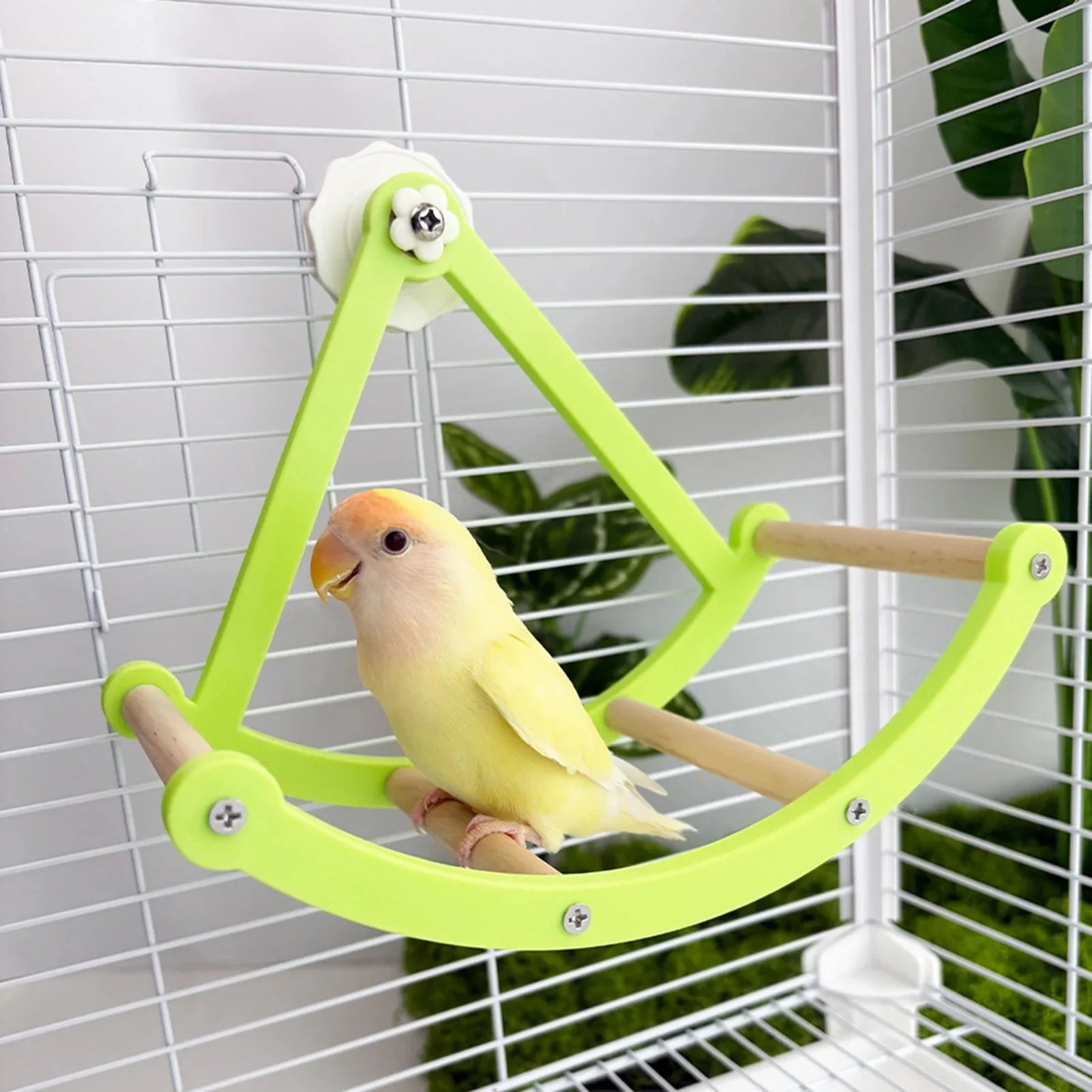 Parrot Toy Pirate